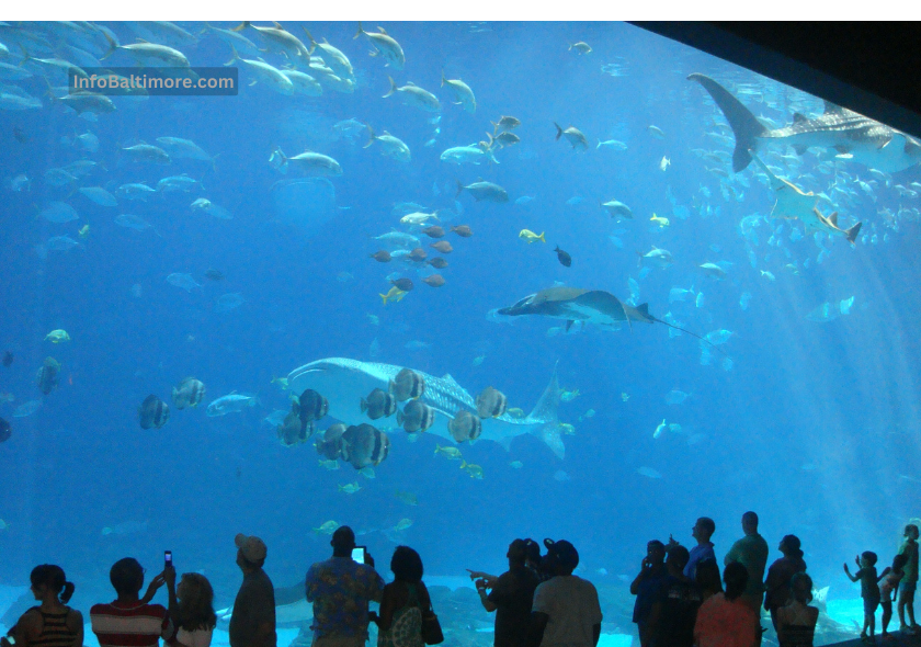 Dive into Adventure A Guide to the National Aquarium in Baltimore