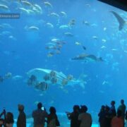 InfoBaltimore-Post-Feature-Image-National-aquarium