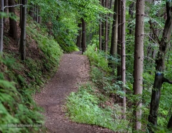 Oregon Ridge Park Trail