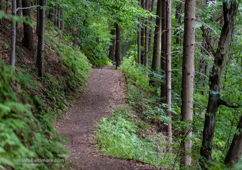 InfoBaltimore-Post-Feature-Image-Oregon-Ridge-Park-Trail