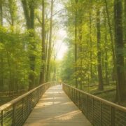 jones falls trail bridge
